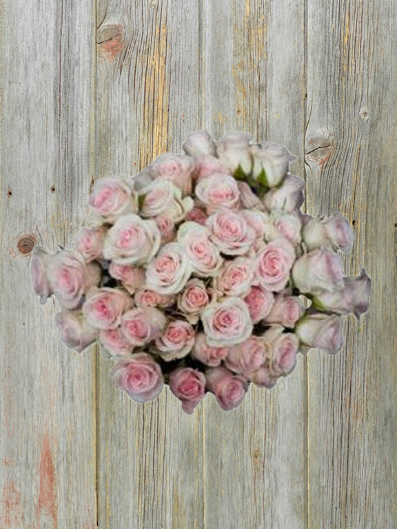 BRILLIANT STAR  LIGHT PINK SPRAY ROSE